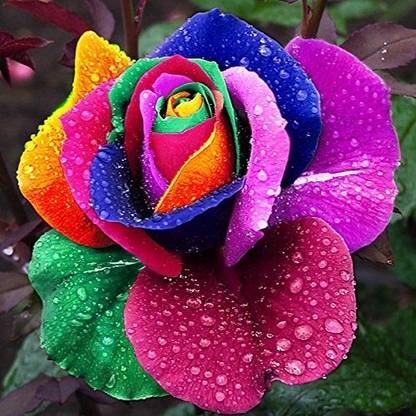 SKSTARK 100 pcs Seeds Rare Holland Rainbow Rose Flower Rare Flower Seeds Seed