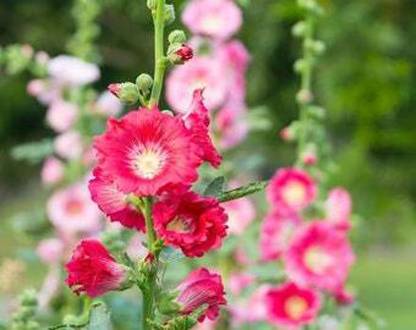 Mozette Exotic holly hock Seed