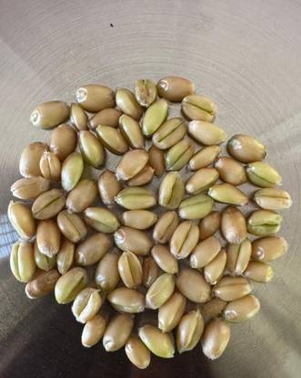 SHRI SANT SEEDS LLP Bread Wheat Variety Karan Shivangi (DBW359) For Sowing Farming & Agriculture Seed
