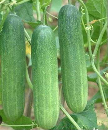 REENA CUCUMBER Seed khira Seed