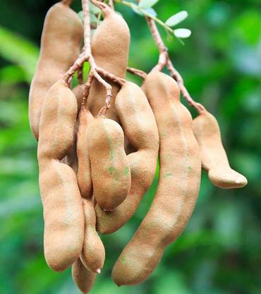 KANAYA IMLI KE BEEJ / TAMARIND SEEDS IMLEE KE BEEJ FOR Home Gardening Seed