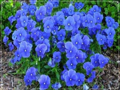 Quentova Blue Perfection Flower Pansy Seed