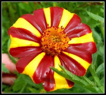 WILLVINE LXI-456 Jolly Jester Marigold Seed