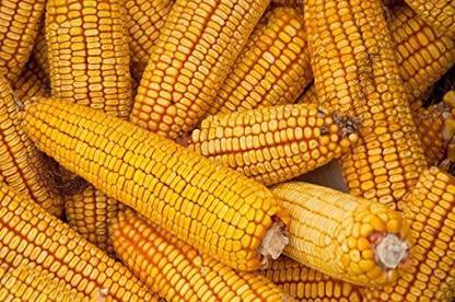 VibeX ® RXI-69 Corn Seeds Field Corn Seed