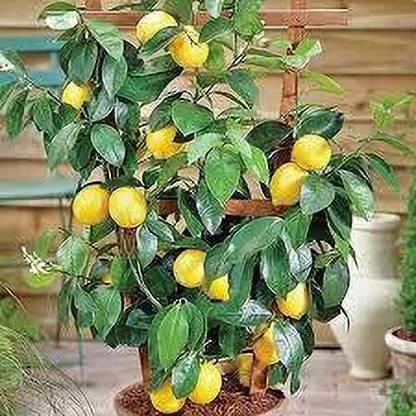 Aywal Fresh Lemon Imported Seed