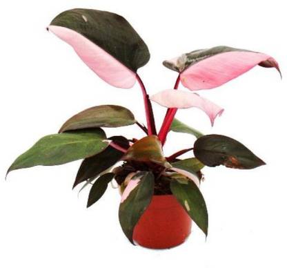 plantstore Philodendron Pink Princess Plant