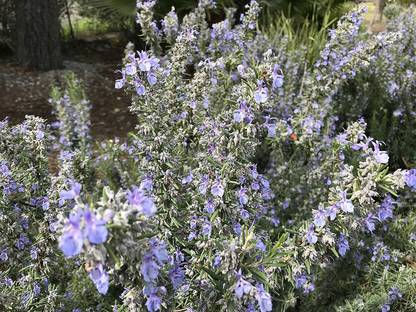 VibeX ® RXI-145 Tuscan Blue Rosemary Seeds Seed