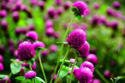 STARKC Globe amaranth, (Gomphrena globosa) Seed