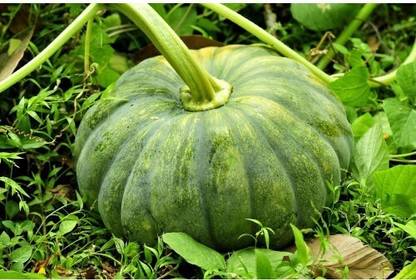 Farmonix PUMPKIN SEEDS (Mathanga) Seed