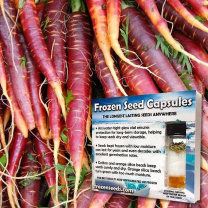CYBEXIS GUA-49 - Cosmic Purple Carrot - (250 Seeds) Seed