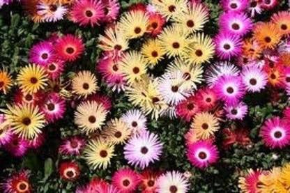 Mozette Exotic daisy mix Seed