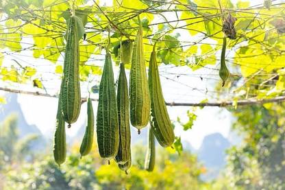 CYBEXIS GBPUT-95 - Ridge Gourd | Chinese Okra | Turia Non-GMO - (100 Seeds) Seed