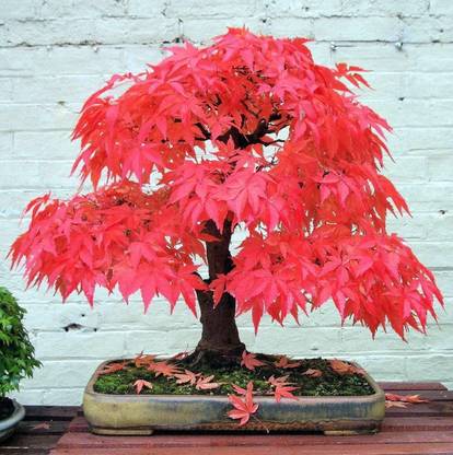 Floral Treasure Rare Maple " Red Maple " Exotic 10 Tree Seed