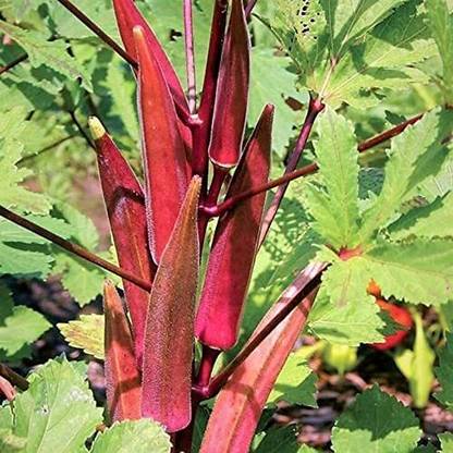 VibeX NBIR-93 - Burgundy Red Okra - (150 Seeds) Seed