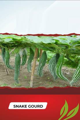 WILLVINE Sow & Grow High Yield Snake Gourd Hybrid F1 Seeds[250 Gms, 1250 Seeds] Seed