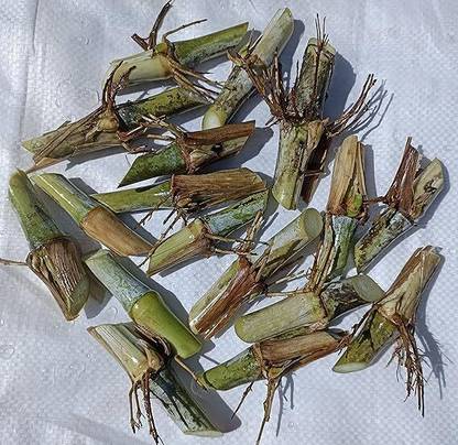 BDSresolve super napier grass stick for plantation Seed