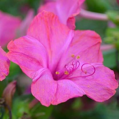 Biosnyg YRS-76 Bird and Butterfly Wildflower-[50 Seeds] Seed