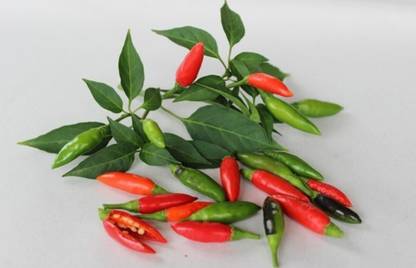 Arlo African Bird Eye Chilli Hot Thai Pepper or Kanthari Mulaku for Growing Seed Seed