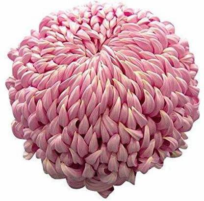 VibeX Chrysanthemum Seed