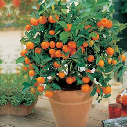 CRGO ® XII-1112 Yellow Lemon Tree Organic Fruit Seeds for Home Garden Seed