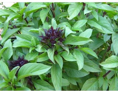 WILLVINE XLL-48 Licorice Basil 'Anise', Persian Basil Seed