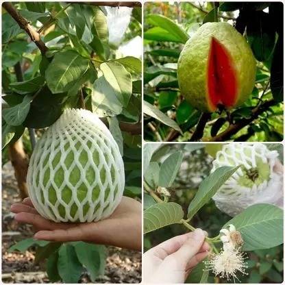 SUAA Guava, Amrood, Amrud, Psidium, Guajava Seed