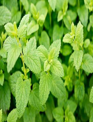 VibeX ® VMR-55 Lemon Balm (Melissa officinalis) Seed