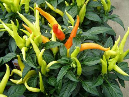Farmers Choice ® XX-463-Seeds India E Garden Ornamental Hot Chilli Organic Seeds Seed