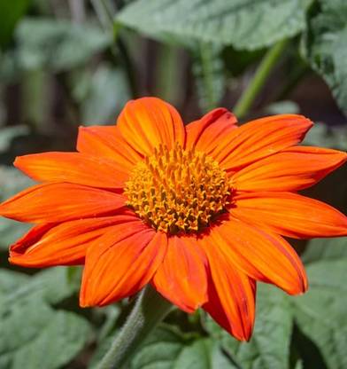 madrid Mexican Torch Seed