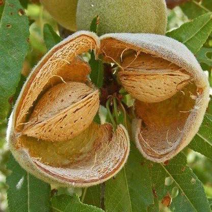 VibeX XL-97 - Almond Badam Tree - (30 Seeds) Seed