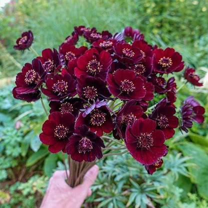 VibeX XLL-35 - Chocolate Cosmos Flower - (30 Seeds) Seed