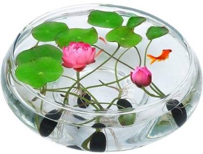 Mukul Tradus Lotus, Kamalgatta Flowering Plant Seeds Seed
