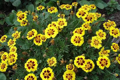 VibeX ® XLR-144 Marigolds Tagetes Red Yellow Seed