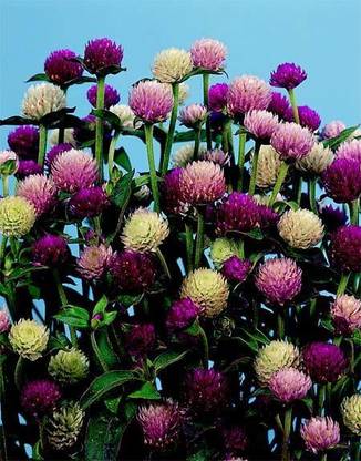 Mozette Exotic gomphrena Seed