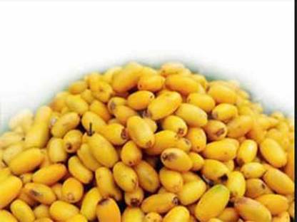 Mozette Khirni fruit Seed