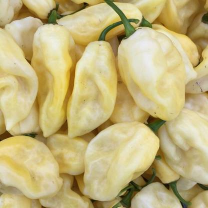 Qualtivate ICRA-8A Bhut Jolokia Chilli (White) Seed