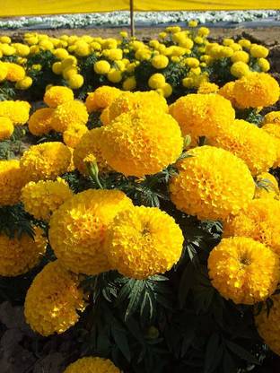 BDSresolve Marigold flower seeds for summer (Marigold seeds) PACK OF 107 Seed