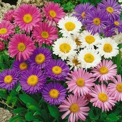 SREE aster flower, astar flower Seed