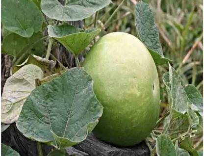 MAA Bottle Gourd round, Kaddu, Lauki Seed