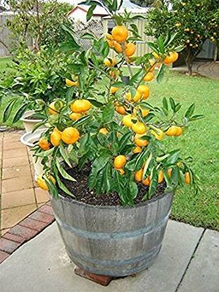 Aywal F1 Hybrid Nimbu (Lemon) Seed