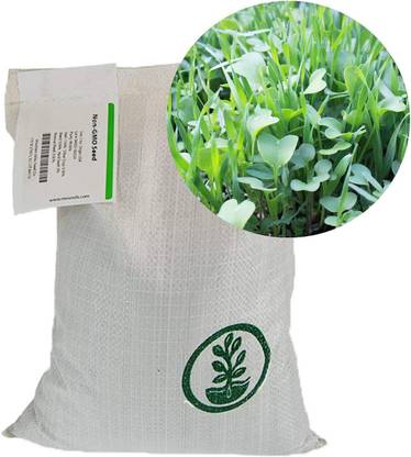 VibeX ® VMR-288 Mizuna Early (Brassica rapa VAR Japonica) Seed