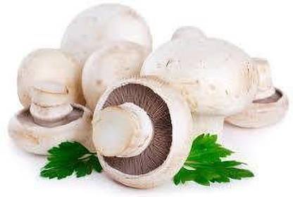 Oliver mashroom seeds Seed