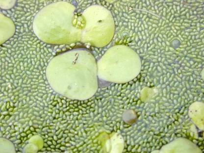 seedzone duckweed Seed