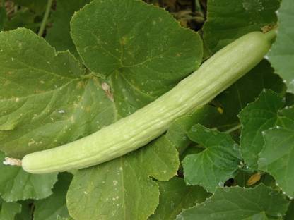CYBEXIS GUA-49 - Desi Kakri Long Melon Kakdi - (450 Seeds) Seed