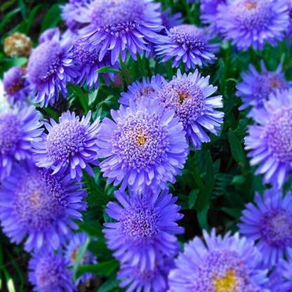 VibeX XLR-40 - Rare Chrysanthemum Flower Plant - (30 Seeds) Seed