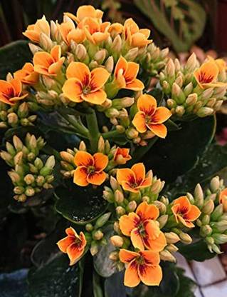 Kapebonavista Kalanchoe Blossfeldiana Orange live Plant Seed