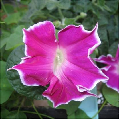 WILLVINE ™ Red Picotee Morning Glory (Ipomoea Nil)-2000 SEEDS Seed