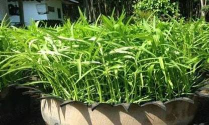 WILLVINE HUA-27 Chinese Watercress - Chinese Convolvulus Seed