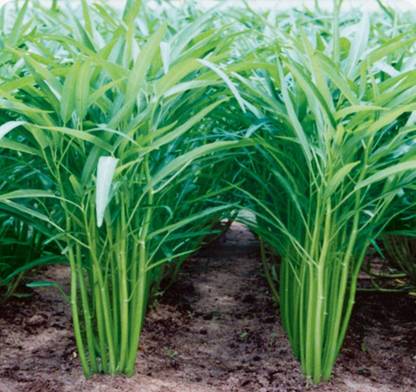 VibeX ® LXI-112 Water Convolvulus - Chinese Spinach Seed
