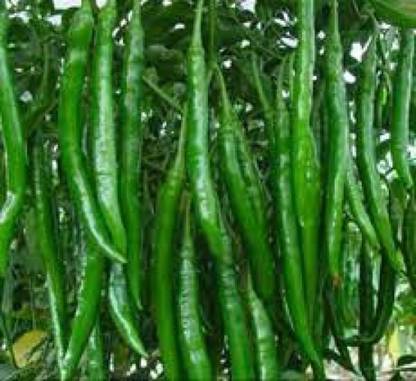 Wellspring CW45 CHILLI (MIRCH OR MIRCHI) SEED BEST QUALITY F1 HYBRID PRODUCER CHOICE SEED FOR YOUR HOME GARDENING. CHILLI IS FROM SOLANACEAE FAMILY AND ITS SCIENTIFIC NAME IS CAPSICUM FRUTESCENS. CHILLI IS A SPICE PLANT PACK OF 1 (15O SEEDS) Seed